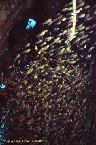 Abu galawa yacht glassfish