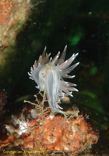 Nudibranch coryphella