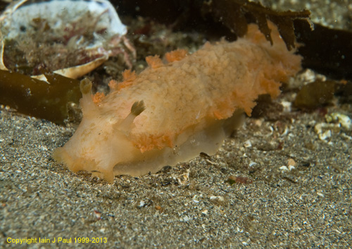 Nudibranch tritonia