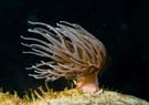 Anemone snakelock 1