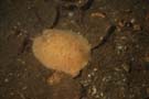 Nudibranch - Sea Lemon