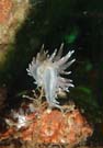 Nudibranch coryphella