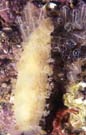 Nudibranch tritonia young
