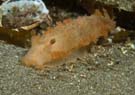 Nudibranch tritonia