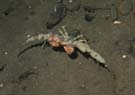Spider Crab camouflaged