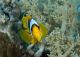 DSC_6857rc.jpg