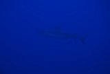 DSC_6492.JPG