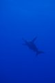 DSC_6495.JPG